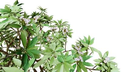 Frangipani flower png transparent. 3D rendering