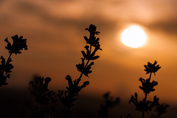 The lavender flowers on the background of the setting sun