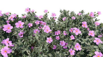 Leucophyllum frutescens png transparent. 3D rendering