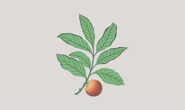 A drawing of Chaulmoogra Tree Hydnocarpus Anthelminticus Medicinal Plant Vector