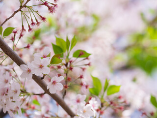 Cherry blossoms in Japan