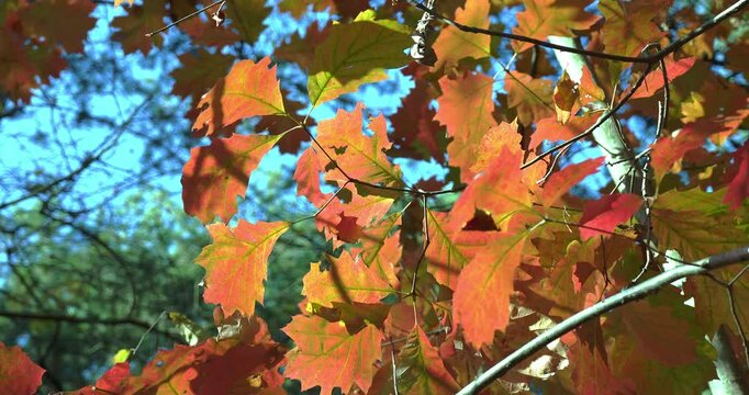 Autumn landscape in the forest with trees and red leaves.