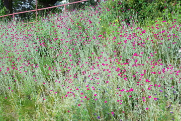 pink flowers in summer