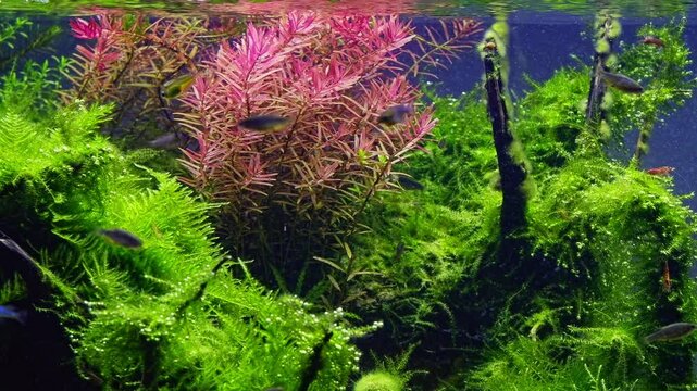 java moss oxygenate air bubble, galaxy rasbora fish, nutrient rich Amano style ryoboku aquascape, pink Indian toothcup vegetation in planted driftwood aquadesign, LED light color, aquatic plant care