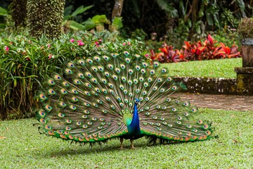 Obraz premium Majestic Peacock Displaying Its Vibrant Feathers in a Lush Garden