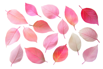 Pink leaves in a white background.