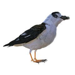 A side view of a black-capped petrel bird, Pterodroma hasitata, also known as the diablotin, standing with folded wings. 3D illustration on transparent background. 