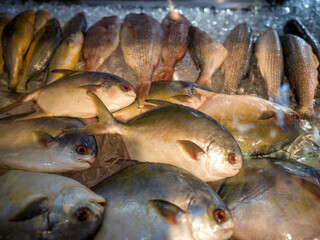 Freshly Caught Moon Fish on Ice in Honolulu Chinatown.