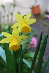 Yellow daffodils in a spring garden
