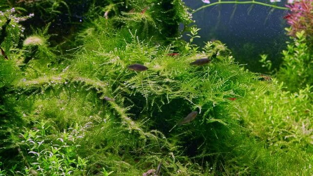 java moss vegetation oxygenate air bubble, galaxy rasbora fish, red cherry shrimp in Amano style ryoboku aquascape, planted driftwood aquadesign, bright LED light vivid color, aquatic plant care