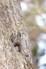Wild Ezo squirrel holding and eating a nut in the forest