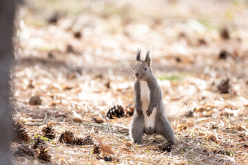Ezo squirrel is standing	