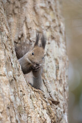 Wild Ezo squirrel holding and eating a nut in the forest