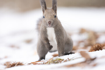 Ezo squirrel in the snow