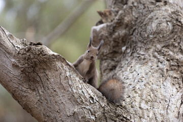 Ezo squirrel on a tree