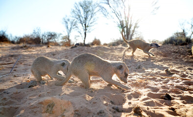 Cute meerkat in a burrow in Kalahari desert, South Africa