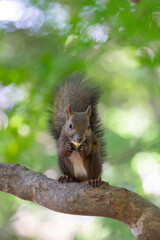 Ezo squirrel among fresh greenery
