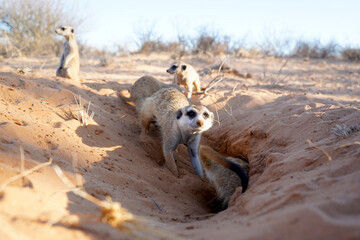 Cute meerkat in a burrow in Kalahari desert, South Africa