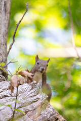 Ezo squirrel on a tree