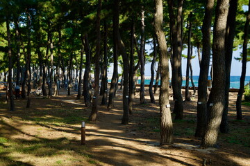 Pine Forest with Ocean View at Sokcho Beach