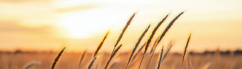 Natural relaxation and meditation refresh for mind. Golden grass swaying in the breeze under a sunset sky.