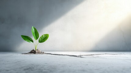 A small green plant emerges resiliently from a crack in a weathered concrete floor, symbolizing growth and perseverance amid challenging circumstances.