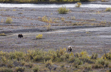 Grizzly Bear in Denali National Park Alaska  in Autumn