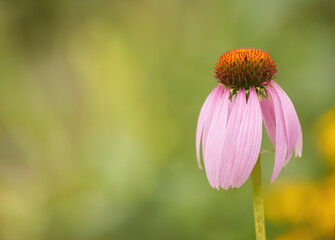close up coneflower, orange pollen pistils, colorful flower blossoms, pink coneflower, pretty pink flower with pollen pistil, pink petals, Echinacea with downward curving petals