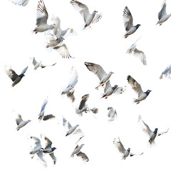 Obraz premium Flock of birds in flight with white background