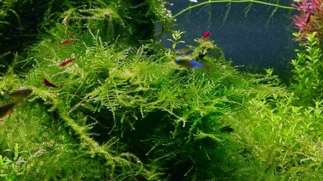 lush java moss vegetation, galaxy rasbora fish, red cherry shrimp in Amano style ryoboku aquascape, planted driftwood aquadesign, bright LED light vivid color, aquatic plant care, nature balance