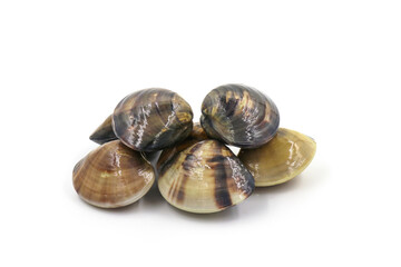 Closed up fresh baby clams, venus shell, shellfish, carpet clams, short necked clams, as raw food from the sea are the seafood ingredients. fresh clams Background. seafood.Isolated on white background