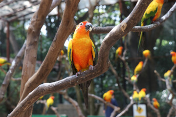 A small orange parrot in the zoo.