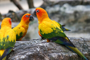 A small orange parrot in the zoo.
