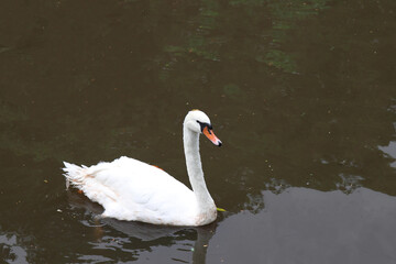 Fototapeta premium mute swan cygnus olor