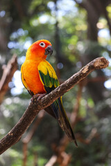 Closeup of sun parakeet or sun conure Aratinga solstitialis, bird. It is a medium-sized, vibrantly colored parrot .