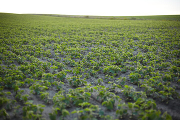 Soy grows on a warm summer day