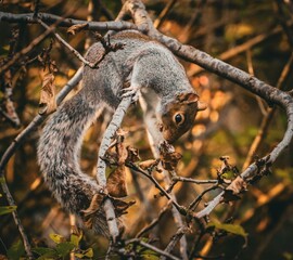Squirrel balancing on a branch in autumn.