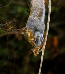 Squirrel hanging on a branch in autumn.