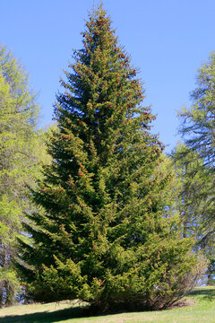 Fichte (Picea) gro&szlig;er Baum in Landschaft, Bayern, Deutschland