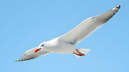 Fototapeta premium Seagull bird in flight isolated on blue sky background.