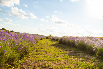 Fototapeta premium Child girl in lavender field. Selective focus.