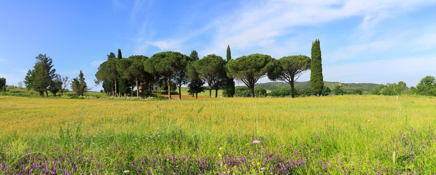 Pinien und Zypressen in Toskana-Landschaft, Toskana, Italien, Panorama 