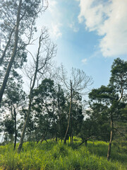 The vast hilly area is a tropical forest dominated by lush trees. This green hilly area with several fallen or broken trees due to wind and lightning was photographed on a clear day