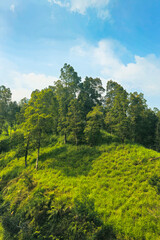 The vast hilly area is a tropical forest dominated by lush trees. This green hilly area with several fallen or broken trees due to wind and lightning was photographed on a clear day