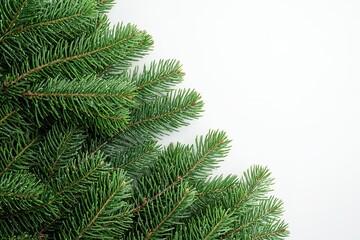 Fototapeta premium Green pine branch close-up on white background