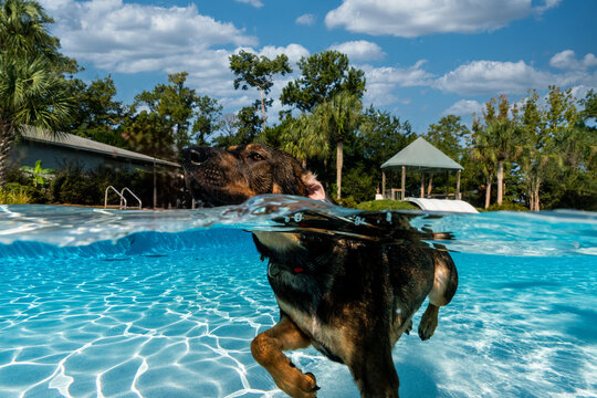 Dog swimming underwater in a pool 