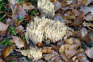 Strict-branch coral (Ramaria stricta) a coral fungus of the family Gomphaceae between birch leaves and yew. Autumn. Netherlands, November