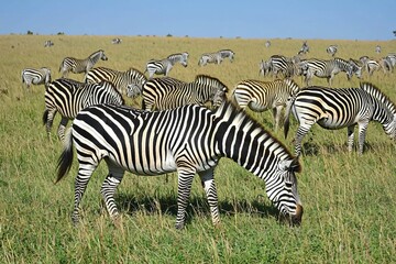 A Herd of Zebras Grazing in the African Savanna