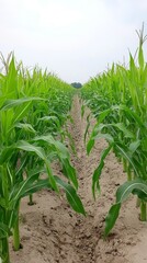 Fototapeta premium Create a system for using big data in agriculture to optimize crop yields, analyzing soil conditions, weather patterns, and pest outbreaks.