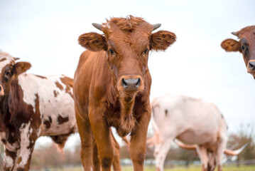 brown cows stand together on grassy field in Germany.